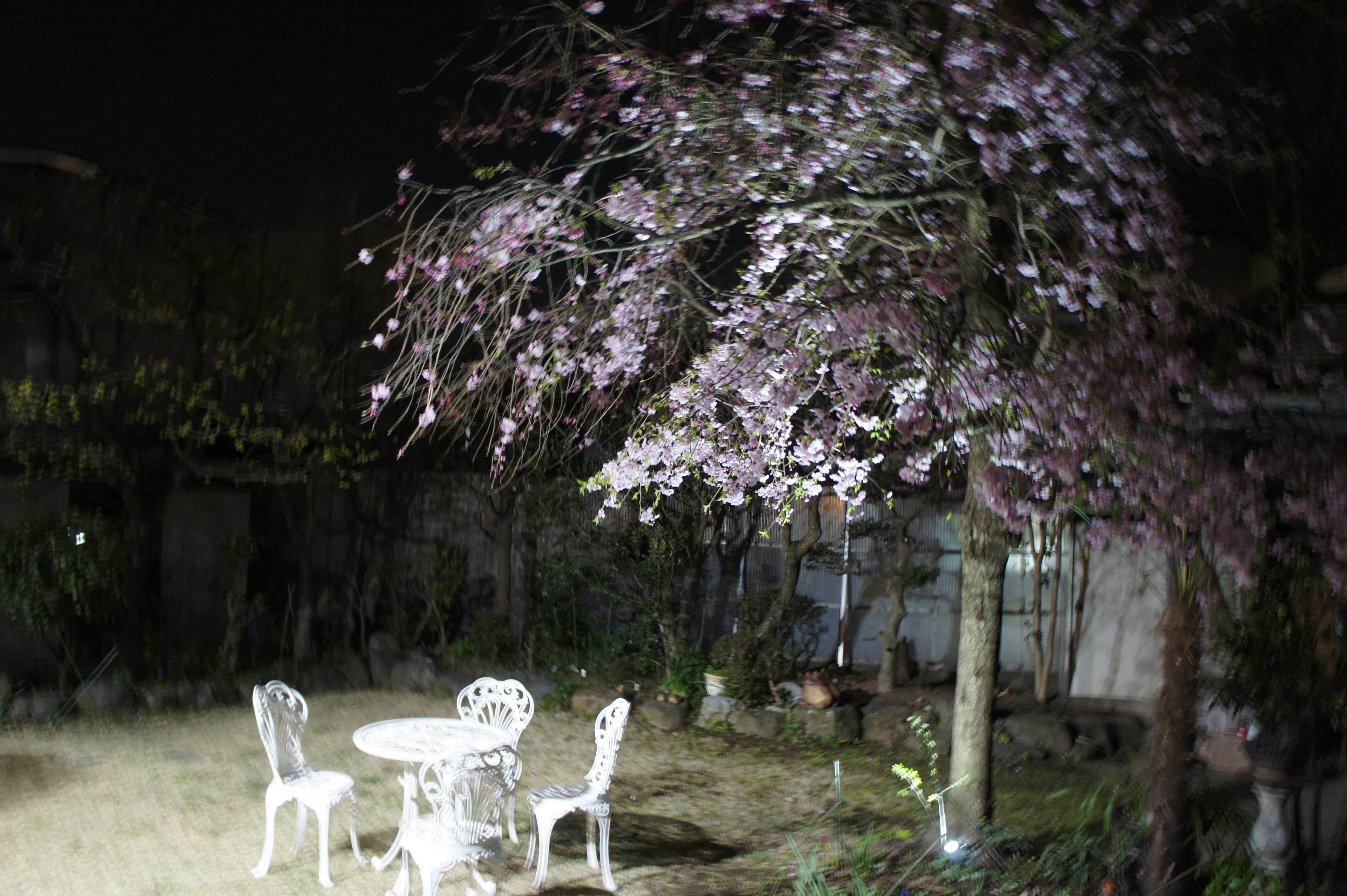 ライトアップ枝垂れ桜