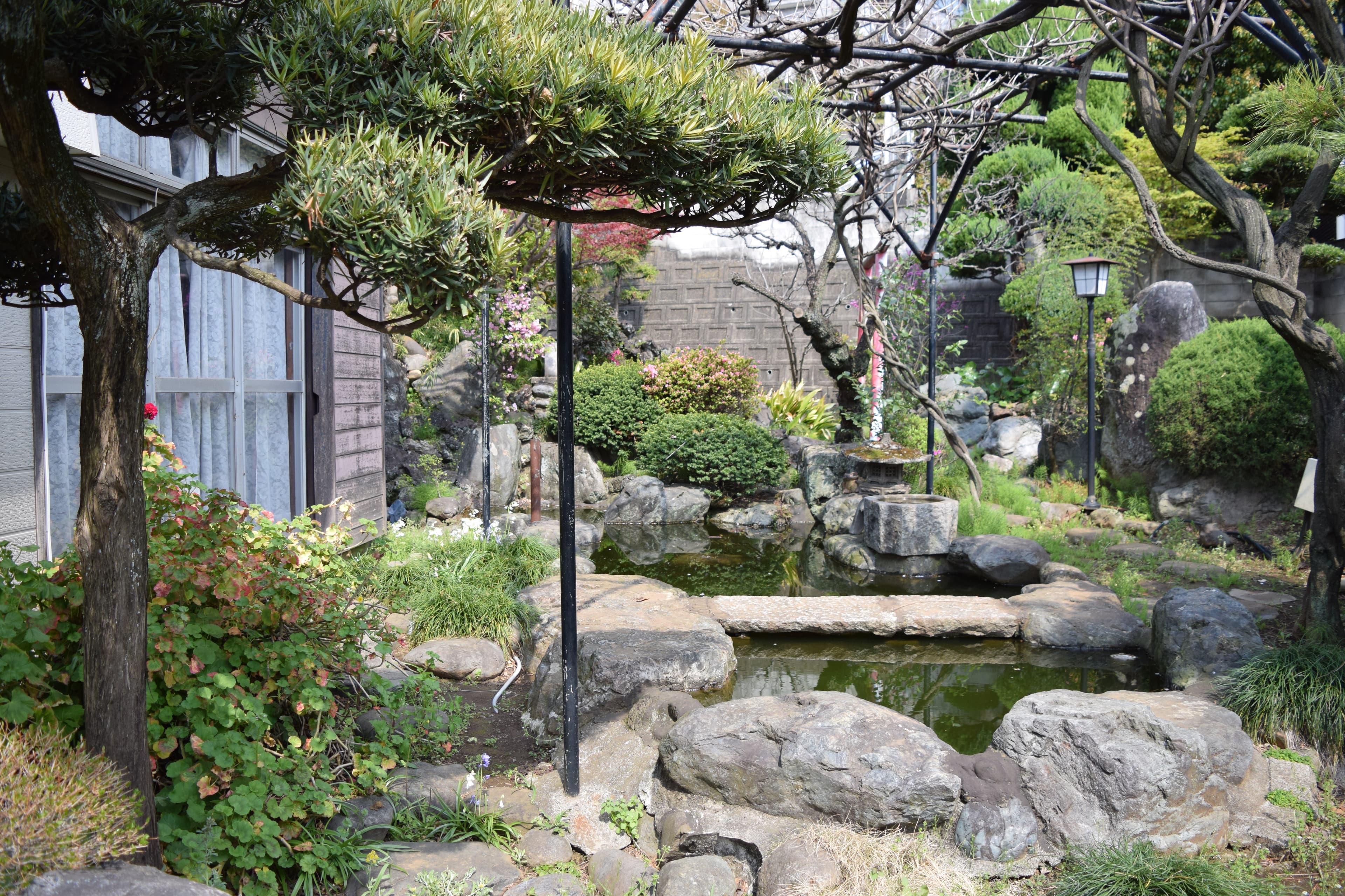 池には金魚が泳ぎます 夏にはカエルを見かけることも