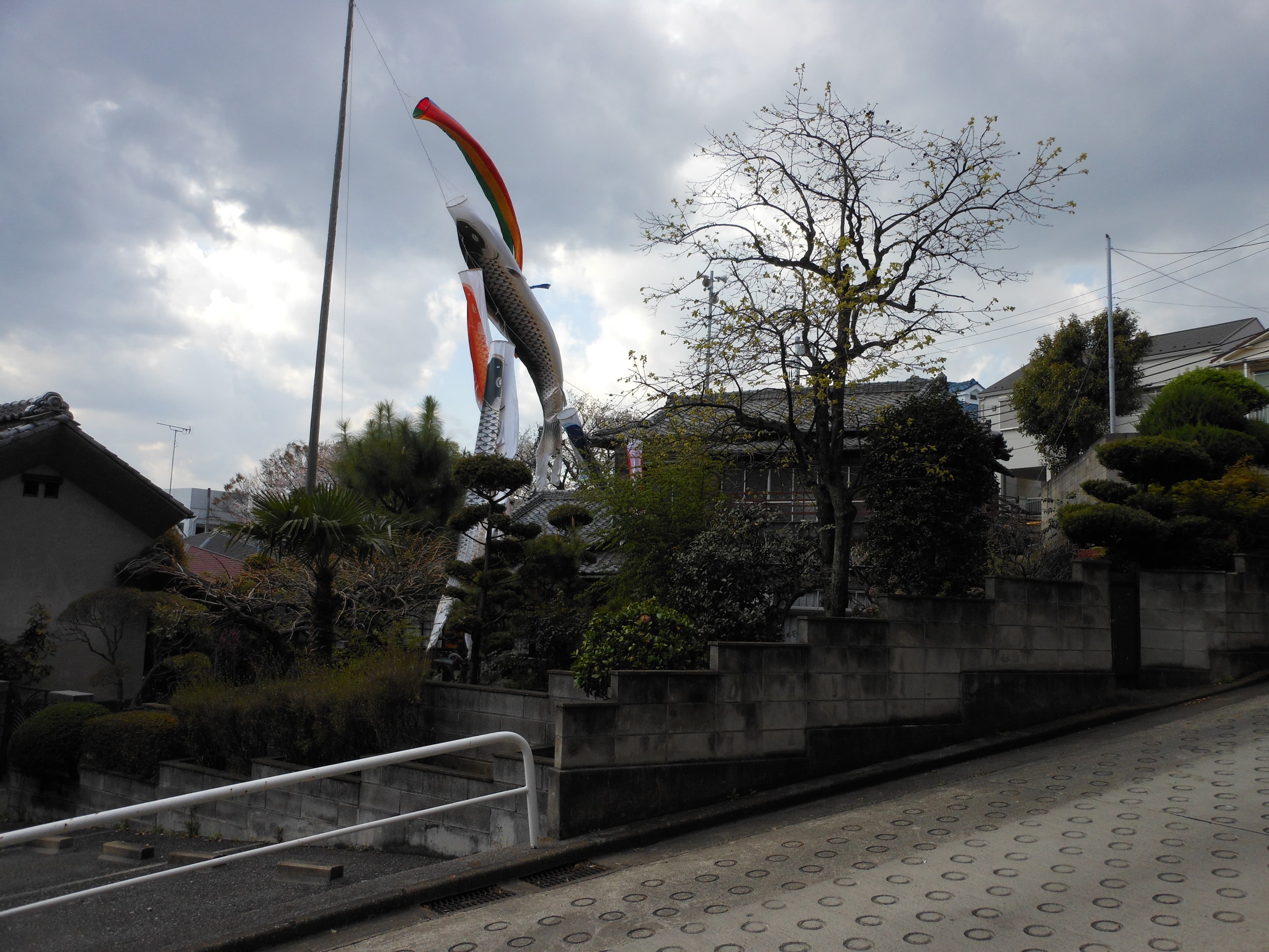 こいのぼりは通りからもよく見えます 何か「揚げたい」という際はご相談ください