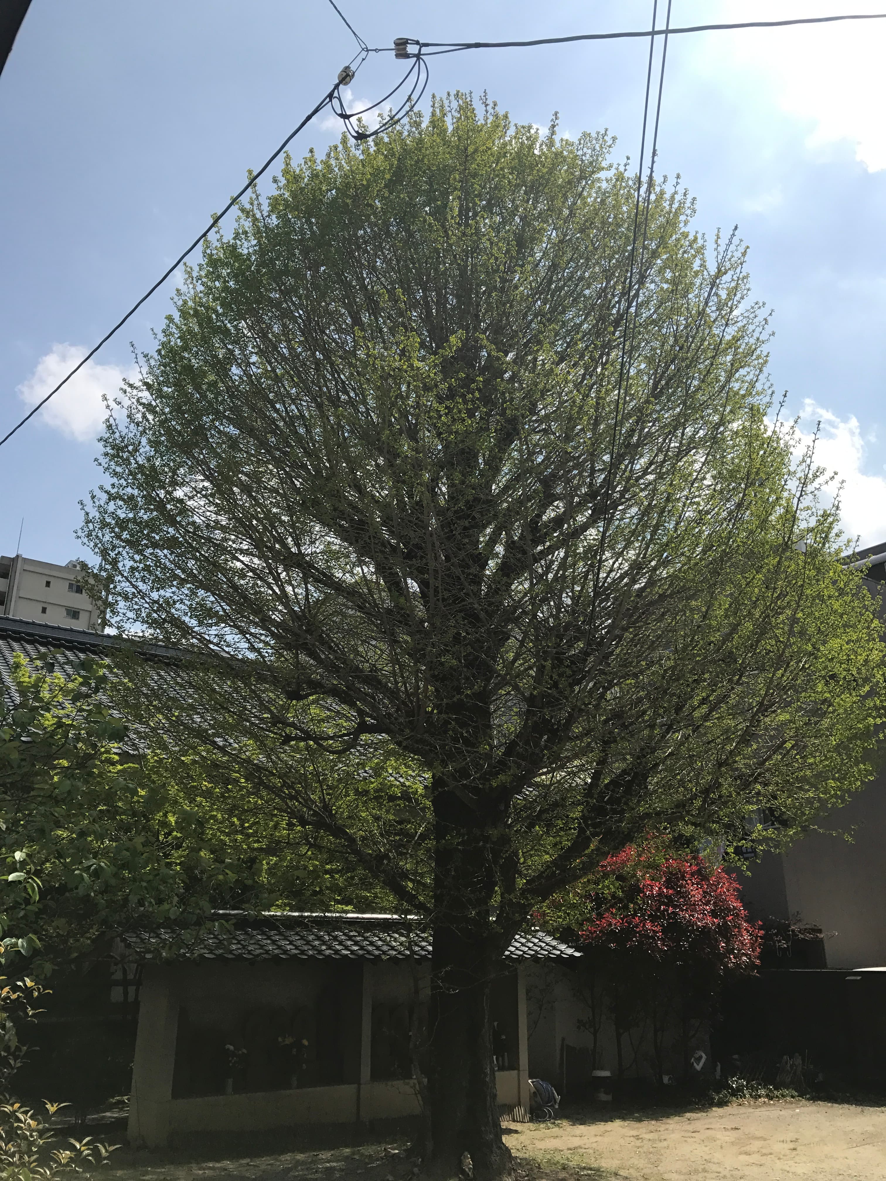 行願寺のシンボル 銀杏の木