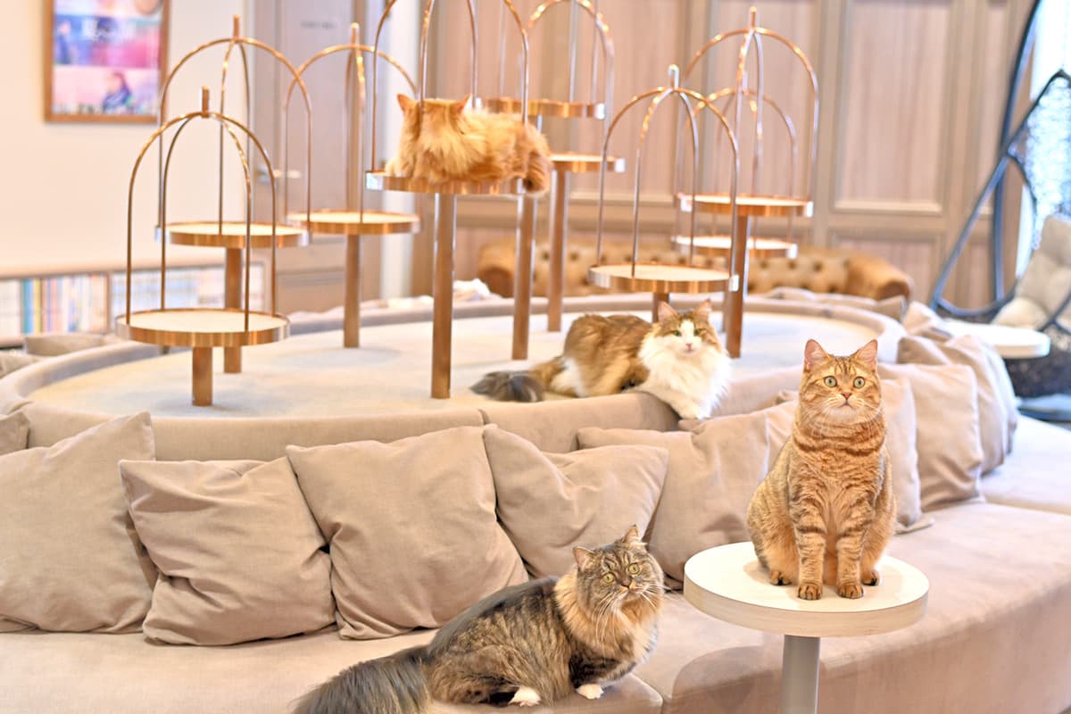 スペース画像 3