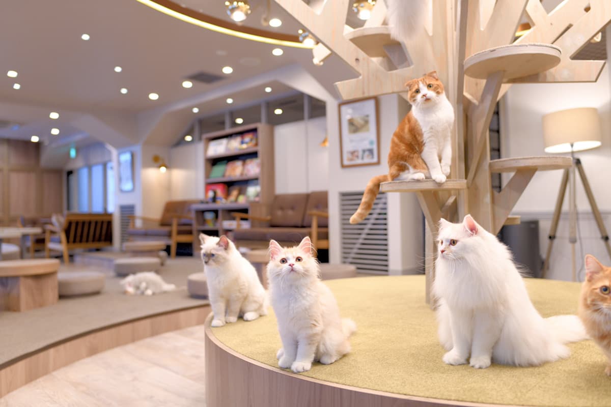 たくさんの猫ちゃんたちがお出迎えします♡