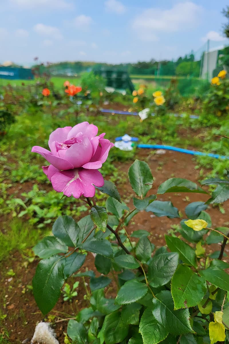 南側薔薇園