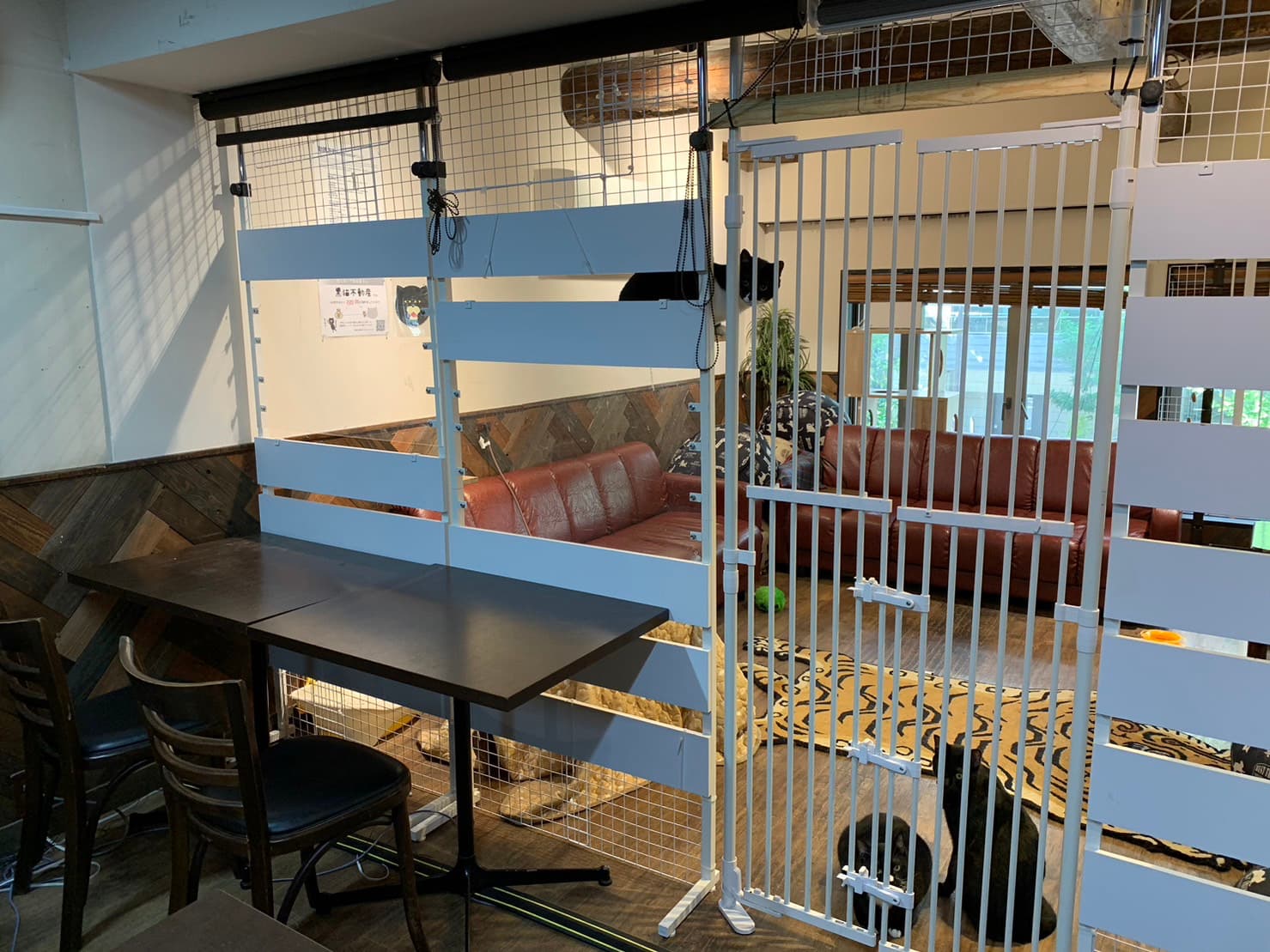 レンタルスペースの隣には猫部屋を完備