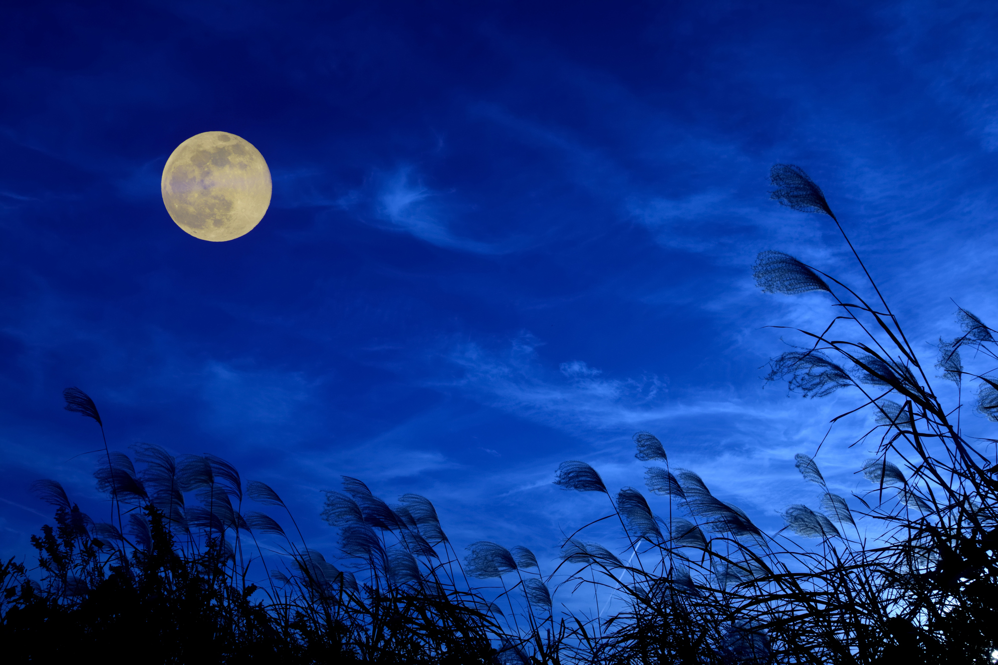 お月見 今年の十五夜は９月１５日 お月見を楽しむ方法 Feeeel