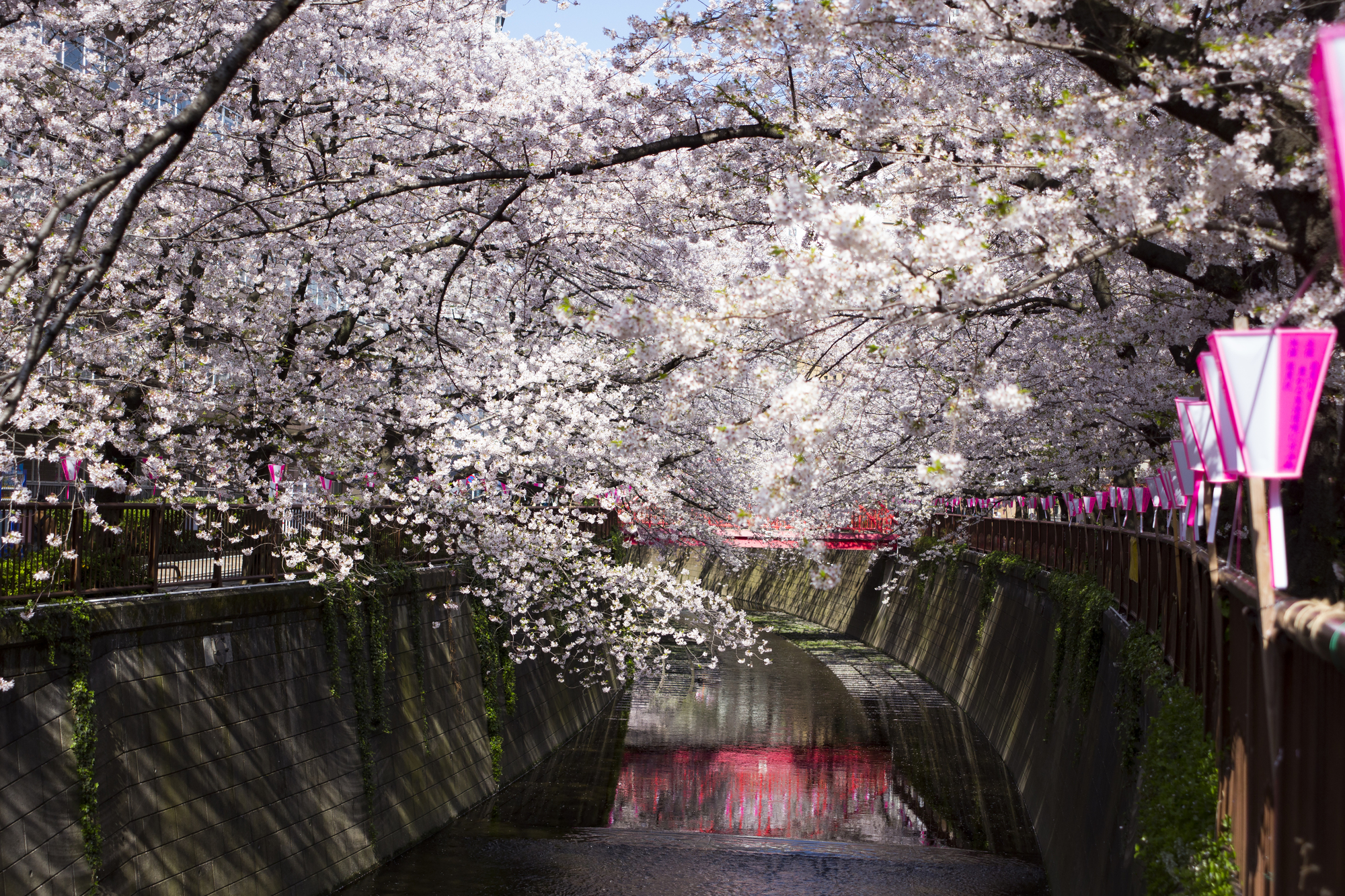 【いつもと違う花見をしよう！】桜の見えるレンタルスペースを紹介します！