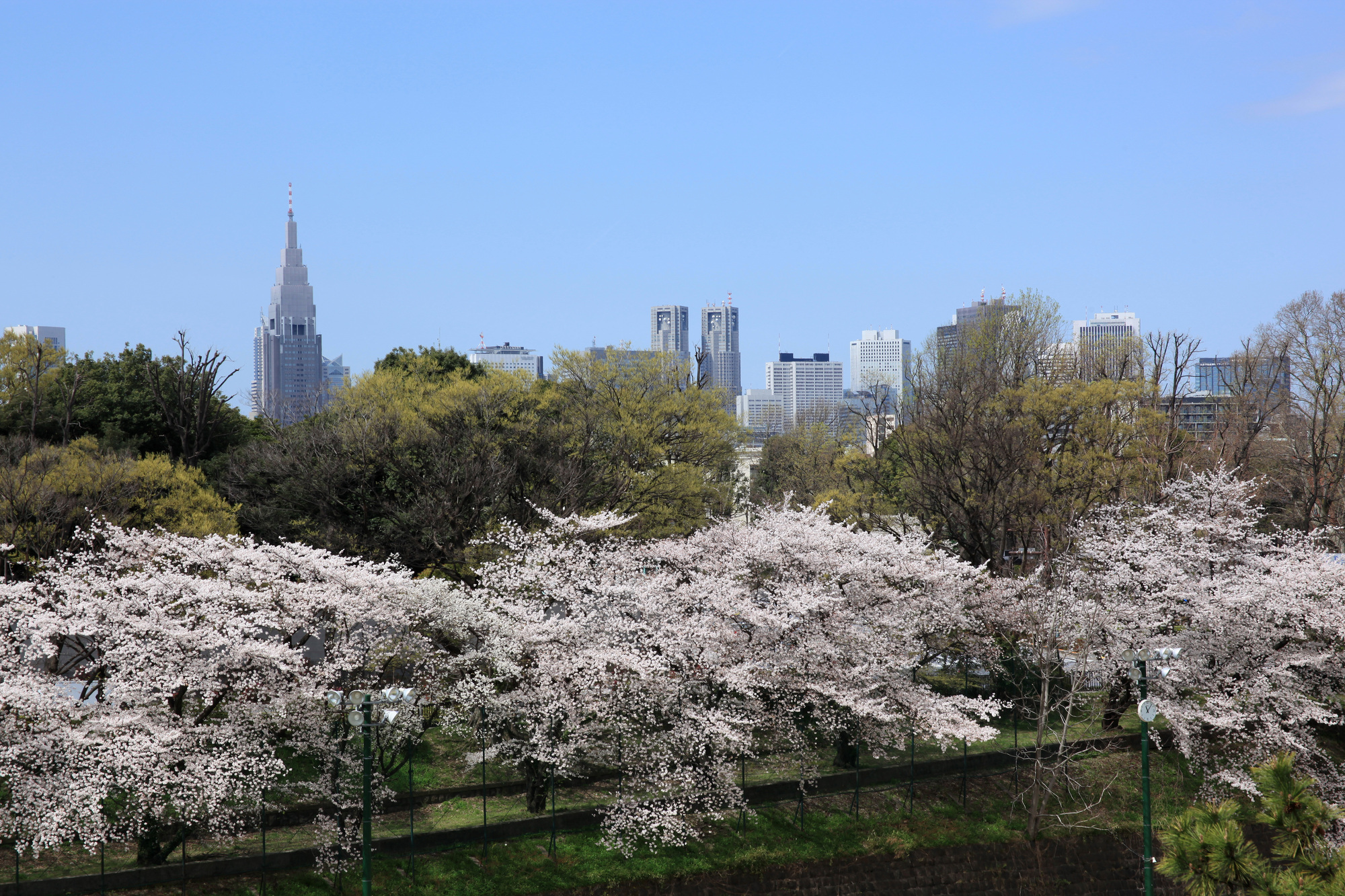 桜を一人占め！？東京でおススメの穴場お花見スポット6選！
