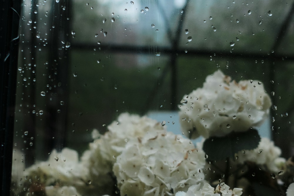 雨の日の窓と白い紫陽花