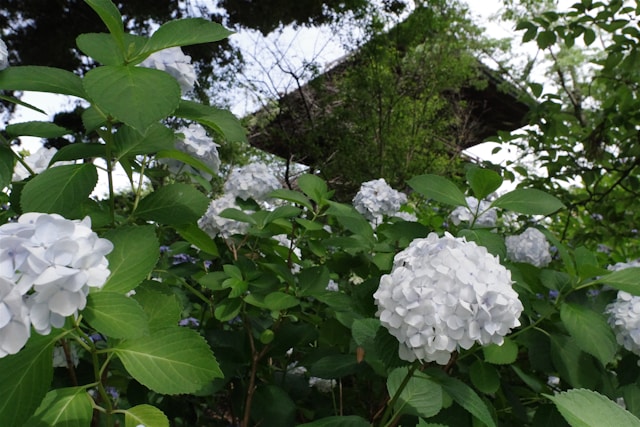 曇天の空をバックに咲くきれいな紫陽花