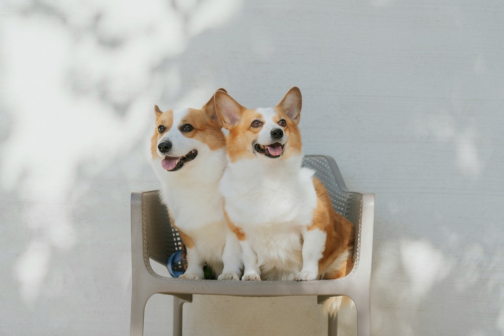 椅子に座る二匹のコーギー犬
