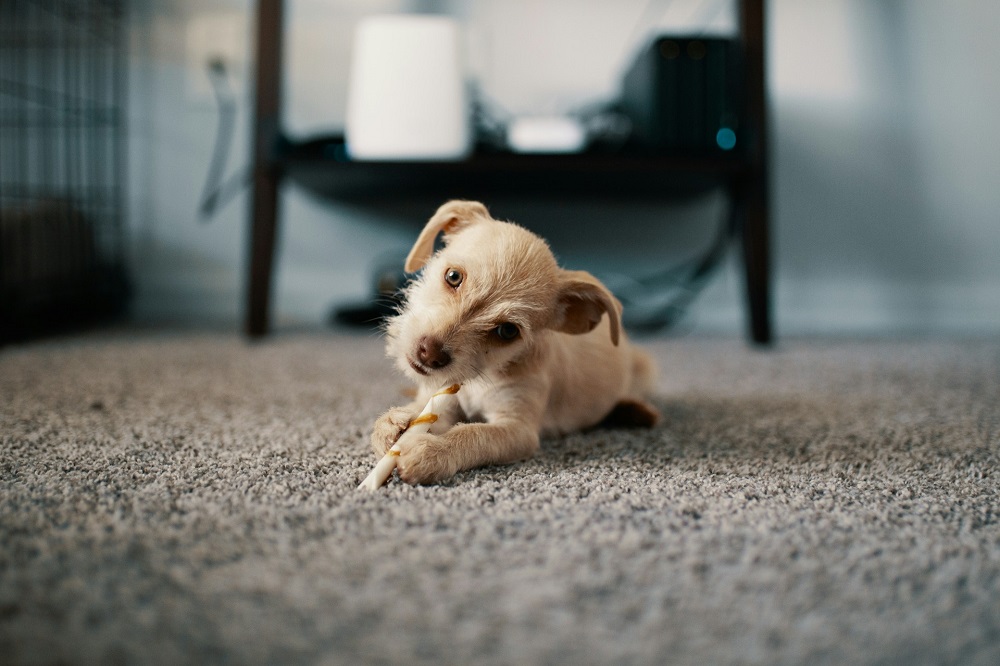 おやつを食べる子犬