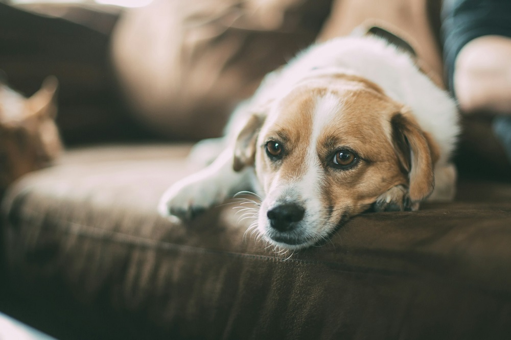 ソファでくつろぐ犬